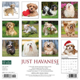 Just Havanese 2024 12" x 12" Wall Calendar