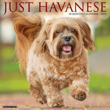 Just Havanese 2024 12" x 12" Wall Calendar