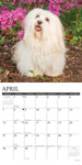 Just Havanese 2024 12" x 12" Wall Calendar