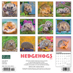 Hedgehogs 2024 12" x 12" Wall Calendar