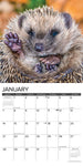Hedgehogs 2024 12" x 12" Wall Calendar