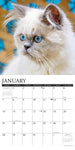 Just Himalayan Cats 2024 12" x 12" Wall Calendar