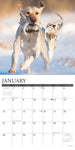 Hunting Labs 2024 12" x 12" Wall Calendar