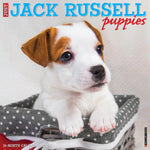 Just Jack Russell Puppies 2024 12" x 12" Wall Calendar