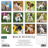 Just Jack Russells 2024 12" x 12" Wall Calendar