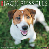 Just Jack Russells 2024 12" x 12" Wall Calendar
