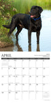 Lab Rules 2024 12" x 12" Wall Calendar