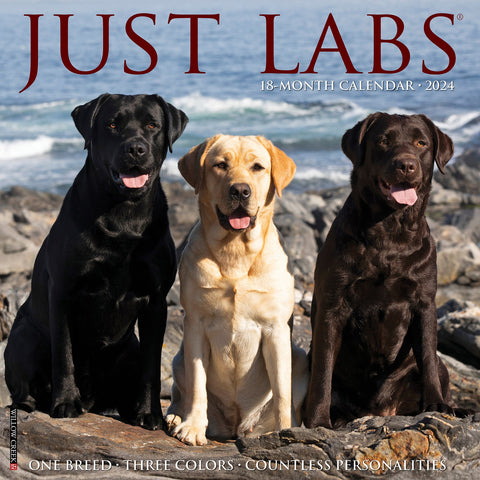 Just Labs 2024 12" x 12" Wall Calendar