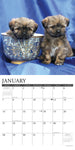 Just Lhasa Apsos 2024 12" x 12" Wall Calendar