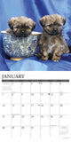Just Lhasa Apsos 2024 12" x 12" Wall Calendar
