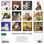 Just Maine Coon Cats 2024 12" x 12" Wall Calendar