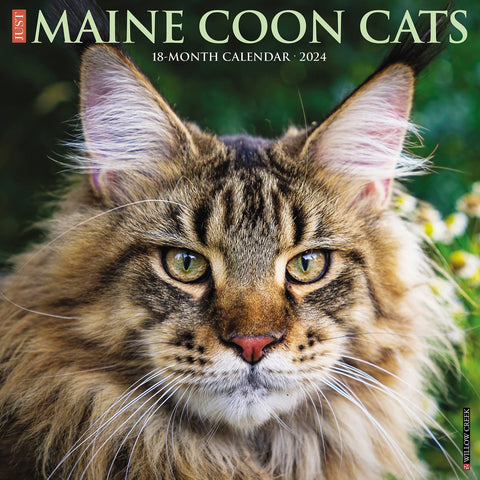 Just Maine Coon Cats 2024 12" x 12" Wall Calendar