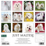 Just Maltese 2024 12" x 12" Wall Calendar