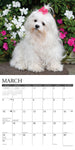 Just Maltese 2024 12" x 12" Wall Calendar