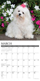 Just Maltese 2024 12" x 12" Wall Calendar