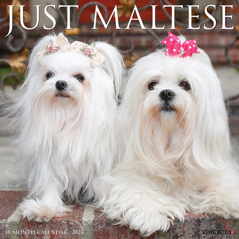 Just Maltese 2024 12" x 12" Wall Calendar