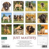 Just Mastiffs 2024 12" x 12" Wall Calendar