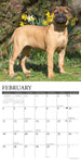 Just Mastiffs 2024 12" x 12" Wall Calendar