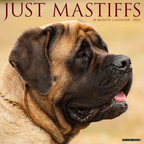 Just Mastiffs 2024 12" x 12" Wall Calendar