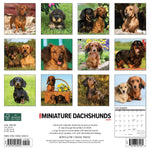 Just Miniature Dachshunds 2024 12" x 12" Wall Calendar