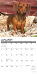 Just Miniature Dachshunds 2024 12" x 12" Wall Calendar