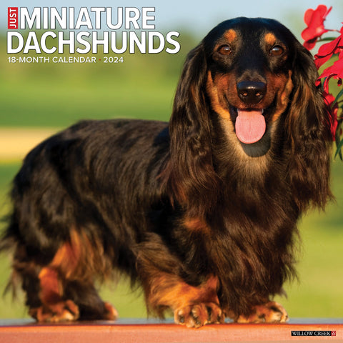 Just Miniature Dachshunds 2024 12" x 12" Wall Calendar