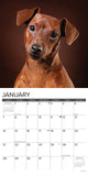 Just Miniature Pinschers 2024 12" x 12" Wall Calendar