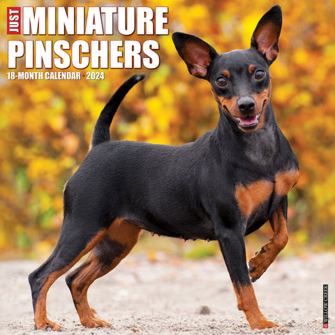 Just Miniature Pinschers 2024 12" x 12" Wall Calendar