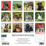 Just Miniature Schnauzers 2024 12" x 12" Wall Calendar