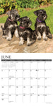 Just Miniature Schnauzers 2024 12" x 12" Wall Calendar
