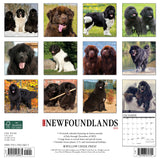 Just Newfoundlands 2024 12" x 12" Wall Calendar