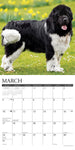 Just Newfoundlands 2024 12" x 12" Wall Calendar