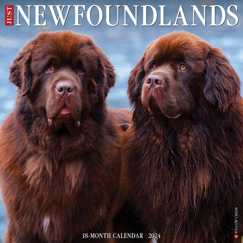 Just Newfoundlands 2024 12" x 12" Wall Calendar