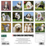 Just Old English Sheepdogs 2024 12" x 12" Wall Calendar