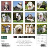 Just Old English Sheepdogs 2024 12" x 12" Wall Calendar