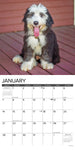 Just Old English Sheepdogs 2024 12" x 12" Wall Calendar