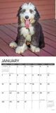 Just Old English Sheepdogs 2024 12" x 12" Wall Calendar