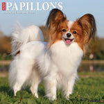 Just Papillons 2024 12" x 12" Wall Calendar