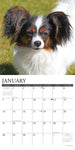 Just Papillons 2024 12" x 12" Wall Calendar