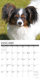 Just Papillons 2024 12" x 12" Wall Calendar