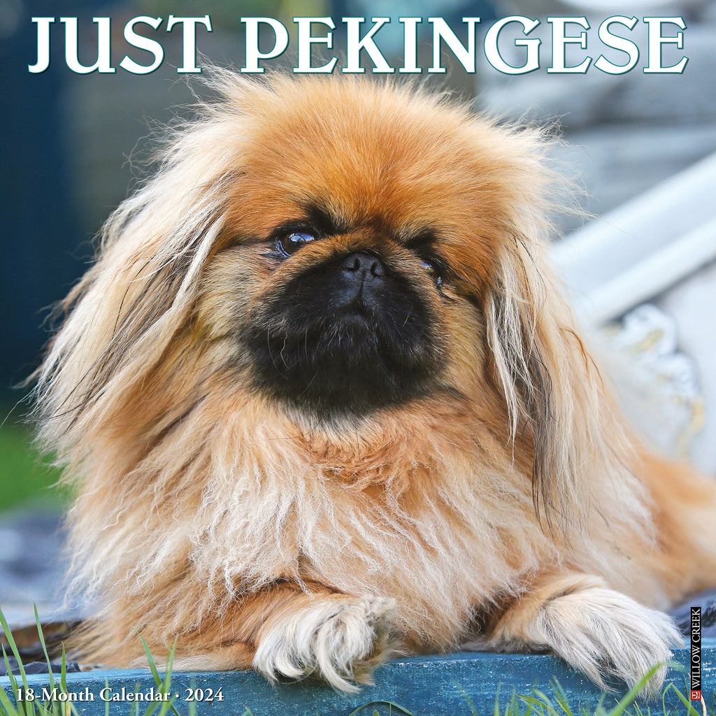 Pekingese x sales