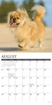 Just Pekingese 2024 12" x 12" Wall Calendar