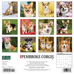 Just Pembroke Corgis 2024 12" x 12" Wall Calendar