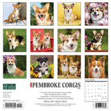 Just Pembroke Corgis 2024 12" x 12" Wall Calendar