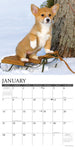 Just Pembroke Corgis 2024 12" x 12" Wall Calendar