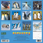 Penguins 2024 12" x 12" Wall Calendar