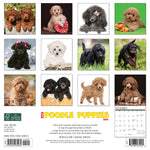 Just Poodle Puppies 2024 12" x 12" Wall Calendar