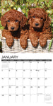 Just Poodle Puppies 2024 12" x 12" Wall Calendar
