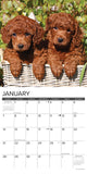 Just Poodle Puppies 2024 12" x 12" Wall Calendar