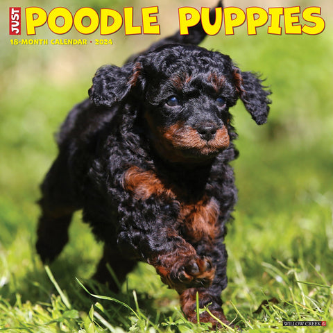 Just Poodle Puppies 2024 12" x 12" Wall Calendar